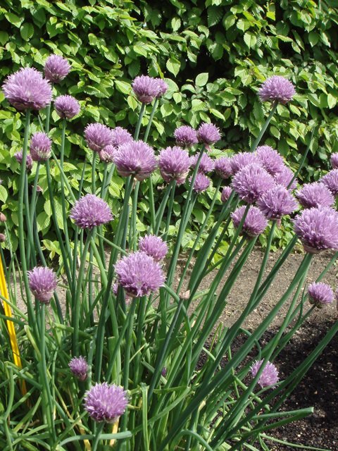 Allium schoenoprasum fleur